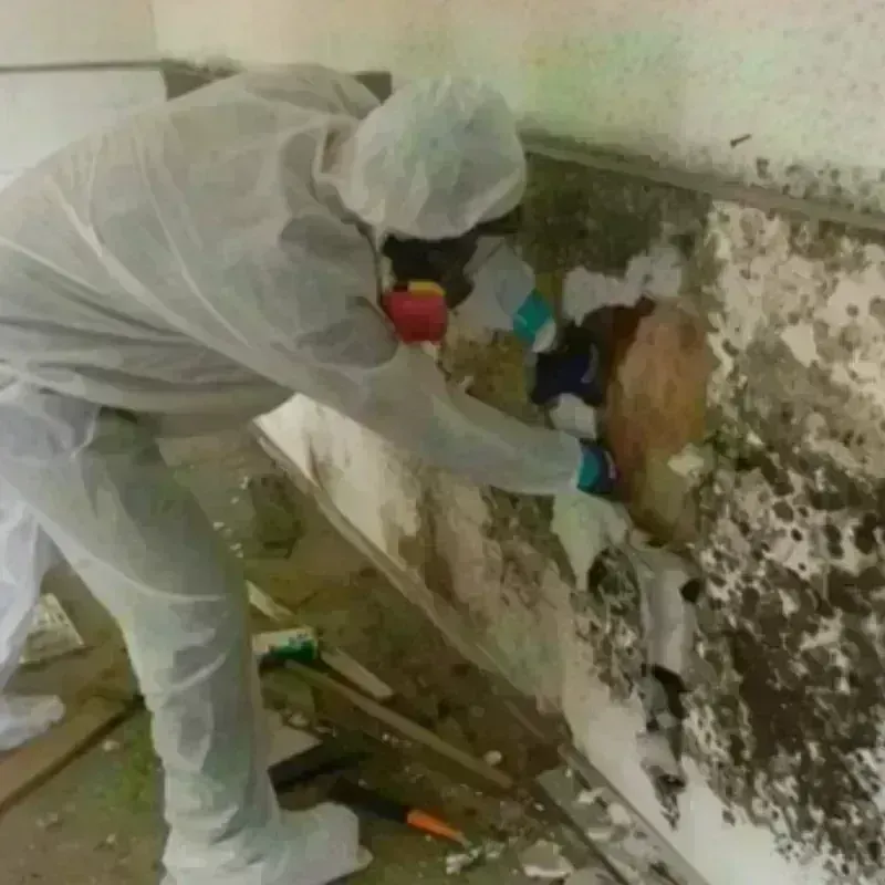 Mold Remediation and Removal in West Bradenton, FL